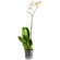 Белая орхидея Фаленопсис в горшке. Фиджи